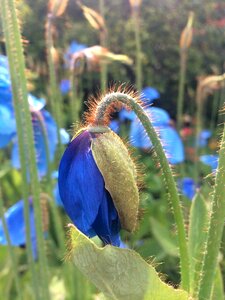 Blue himalayan flower
