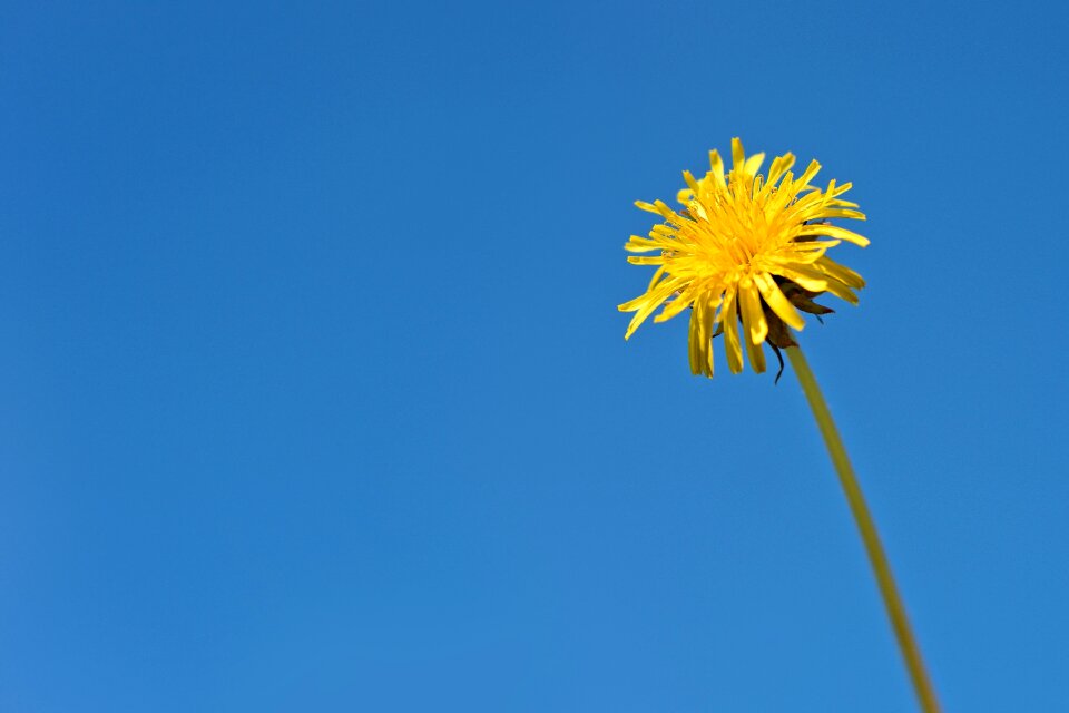 Wild flora plant