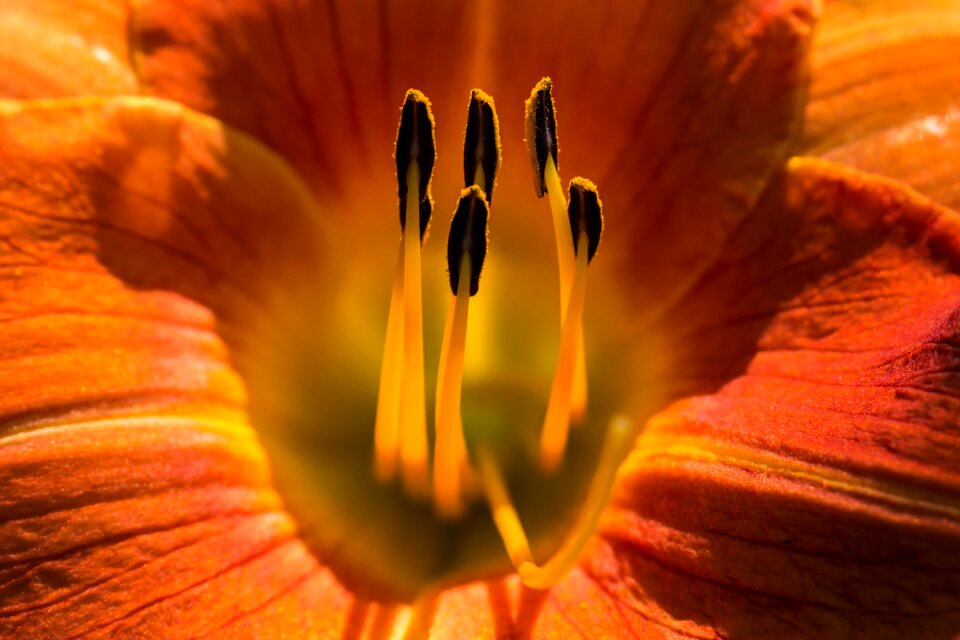 Blossom summer orange