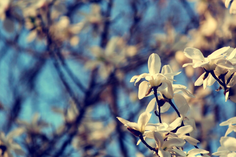 Campus officials micro spring the scenery