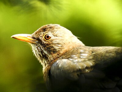 Garden bird animal nature photo