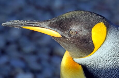 Animal yellow water bird