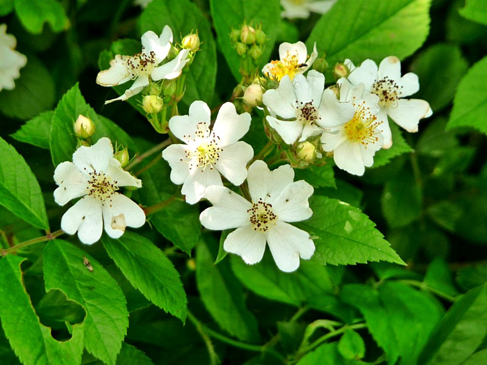 Fadenstielige Rose Kohlbruck