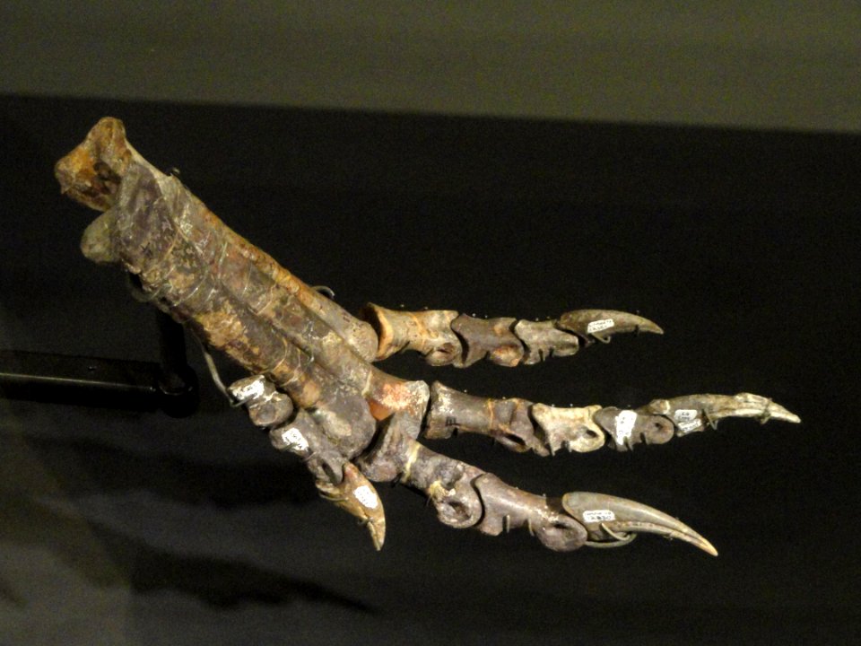 Falcarius utahensis foot - Natural History Museum of Utah - DSC07213