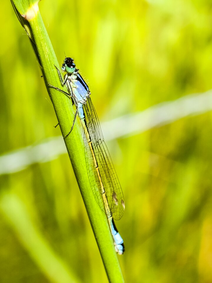Insect nature animal