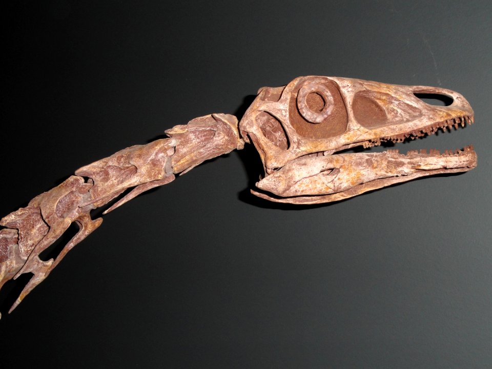 Falcarius utahensis - Natural History Museum of Utah - DSC07201