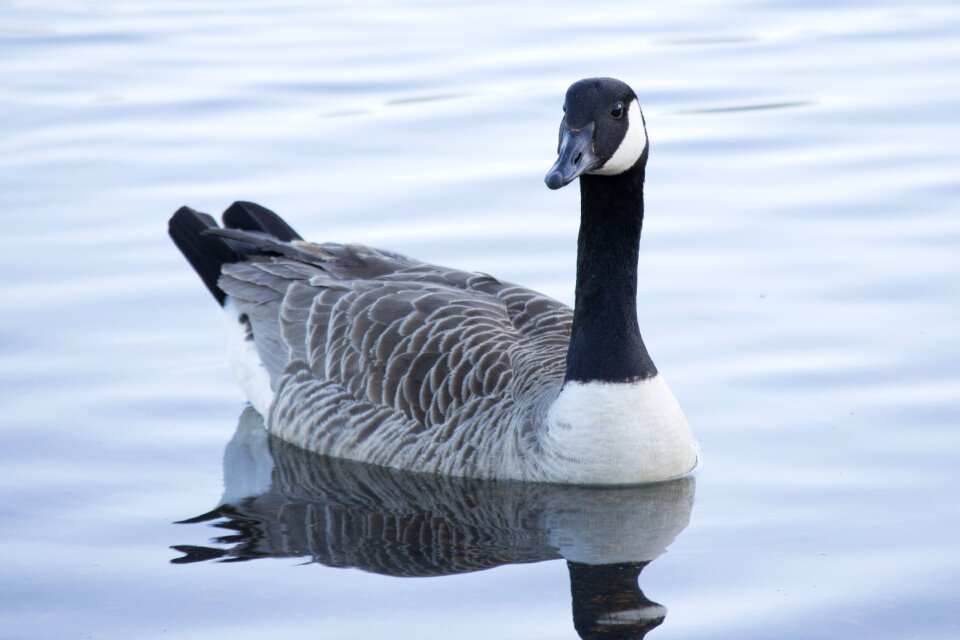 Water nature wildlife