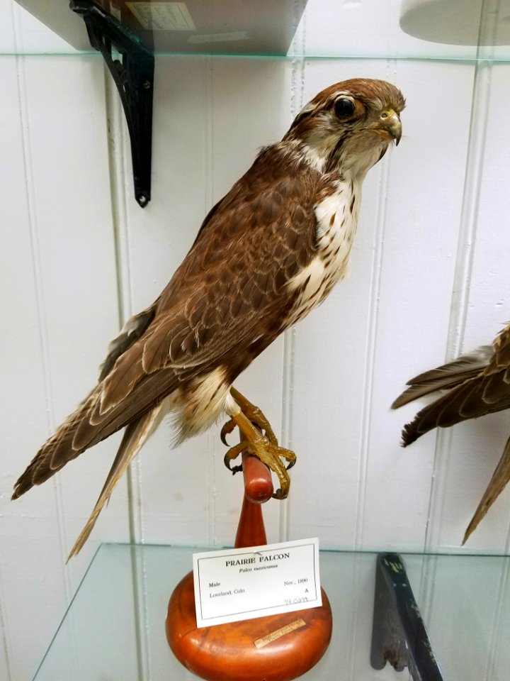 Falco mexicanus - Pember Library and Museum - Granville, New York - 20180224 142951