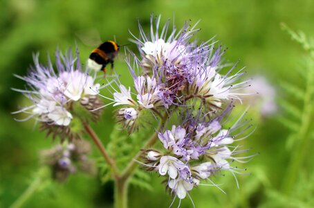 Flying sprinkle pollen photo