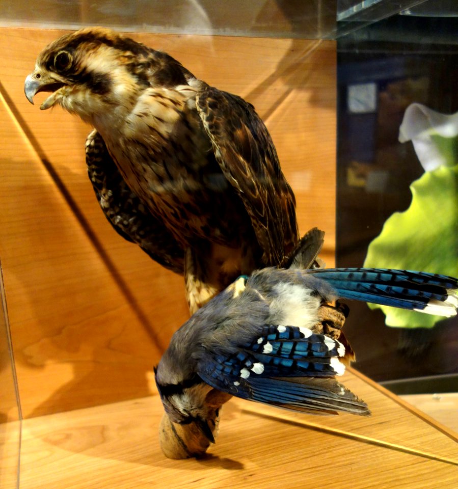 Falco peregrinus and Cyanocitta cristata - Connecticut Museum of Natural History - DSC09975