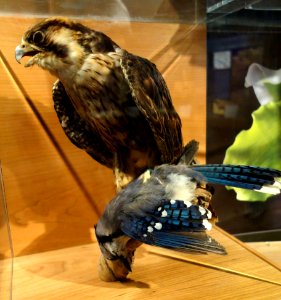 Falco peregrinus and Cyanocitta cristata - Connecticut Museum of Natural History - DSC09975