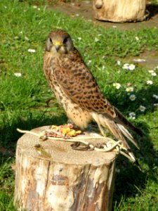 Falco tinnunculus (public domain)