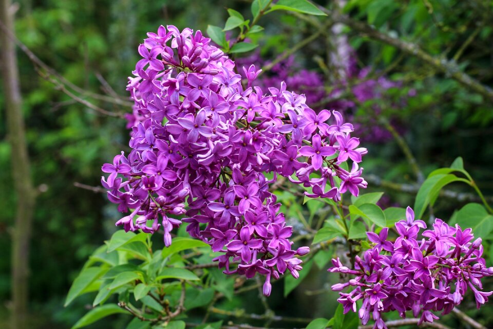 Garden flower nature