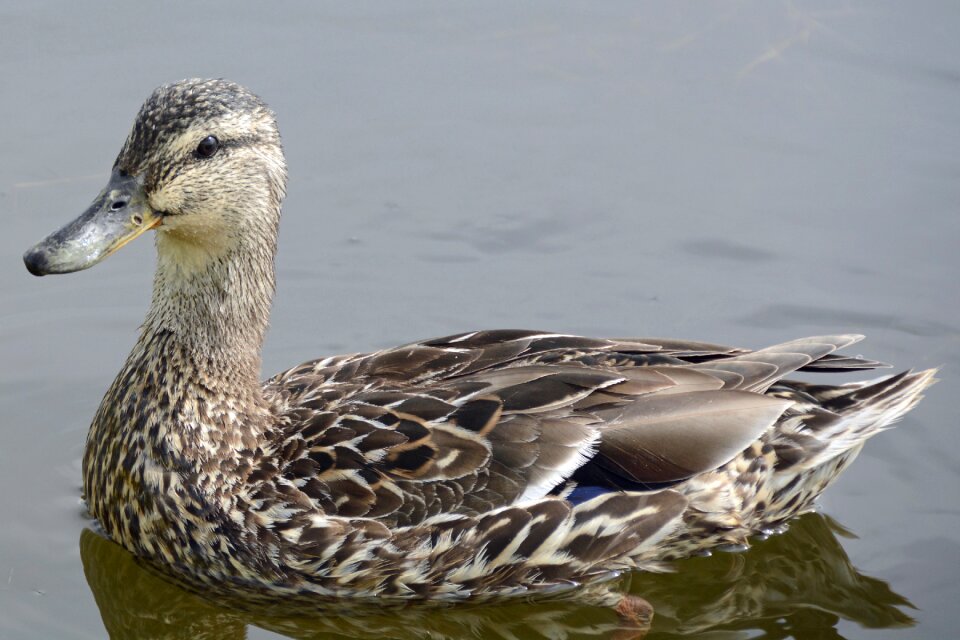 Park water waterfowl