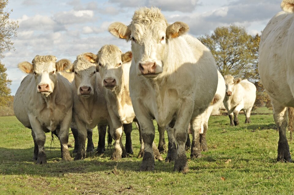 Cows charolais white