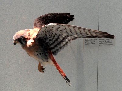 Falco sparverius - Royal Ontario Museum - DSC00156