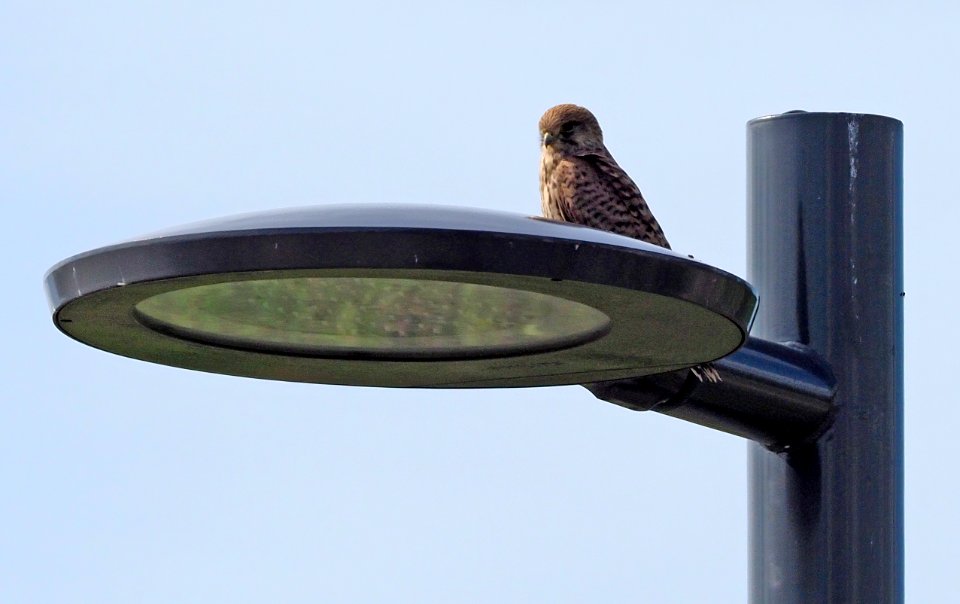 Falco tinnunculus Oulu Finland 2020-07-27