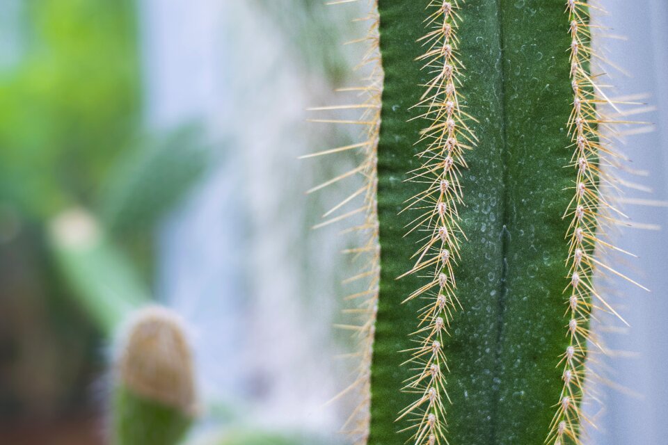 Macro plant green