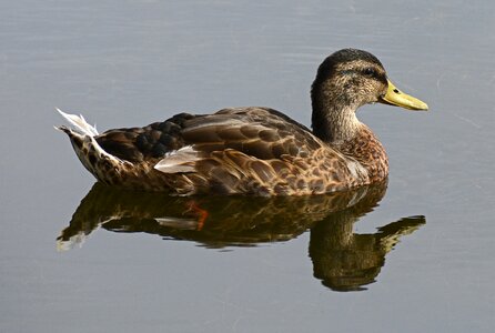 Park water waterfowl photo