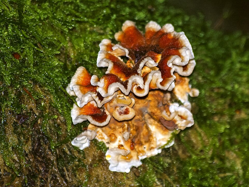 Autumn forest nature
