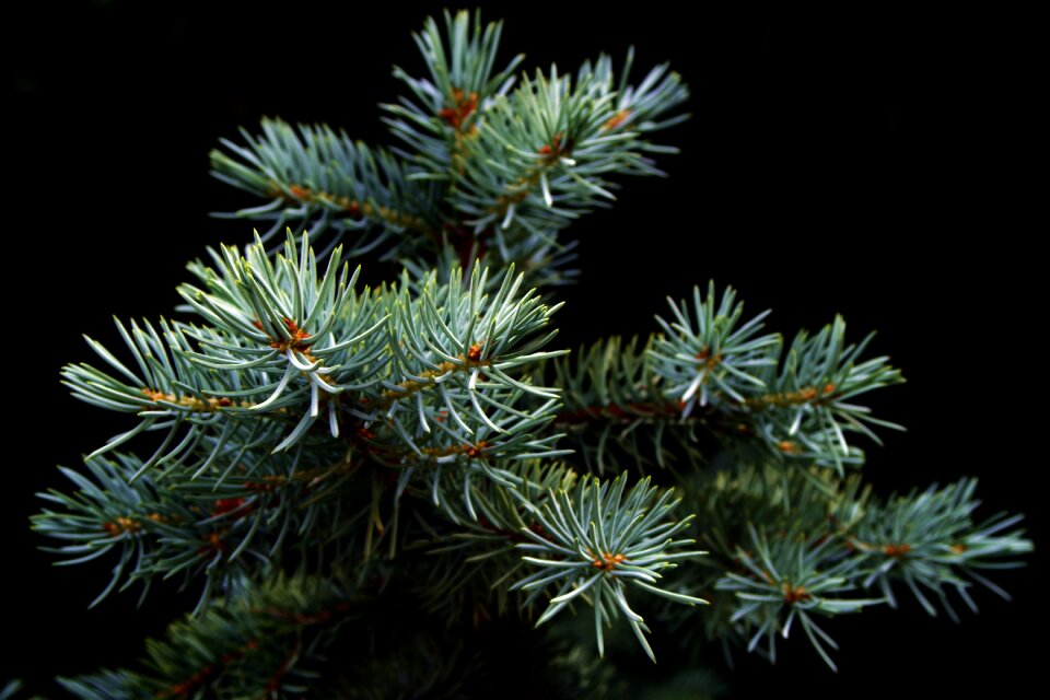 Iglak coniferous tree