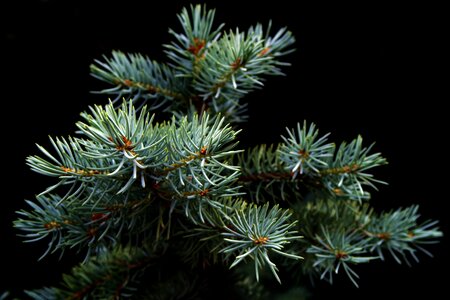 Iglak coniferous tree photo