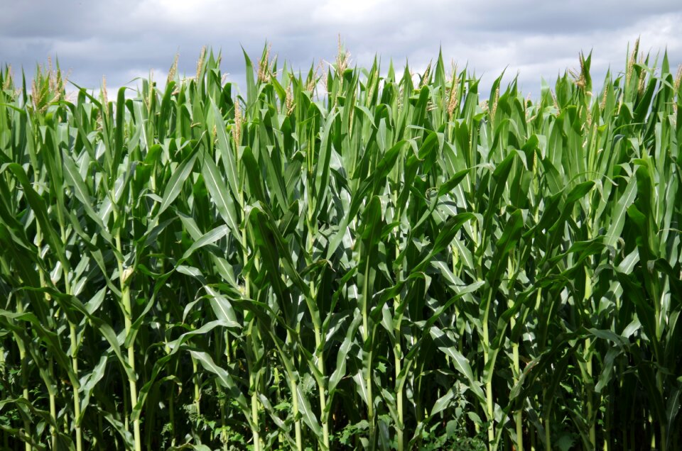 Corn on the cob field high