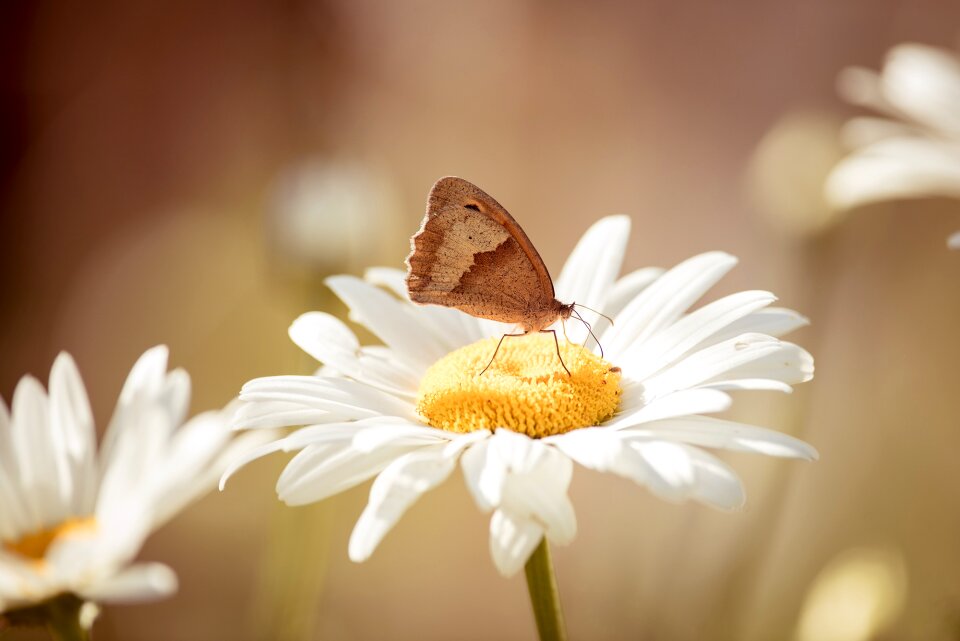 White flower butterfly meadow brown