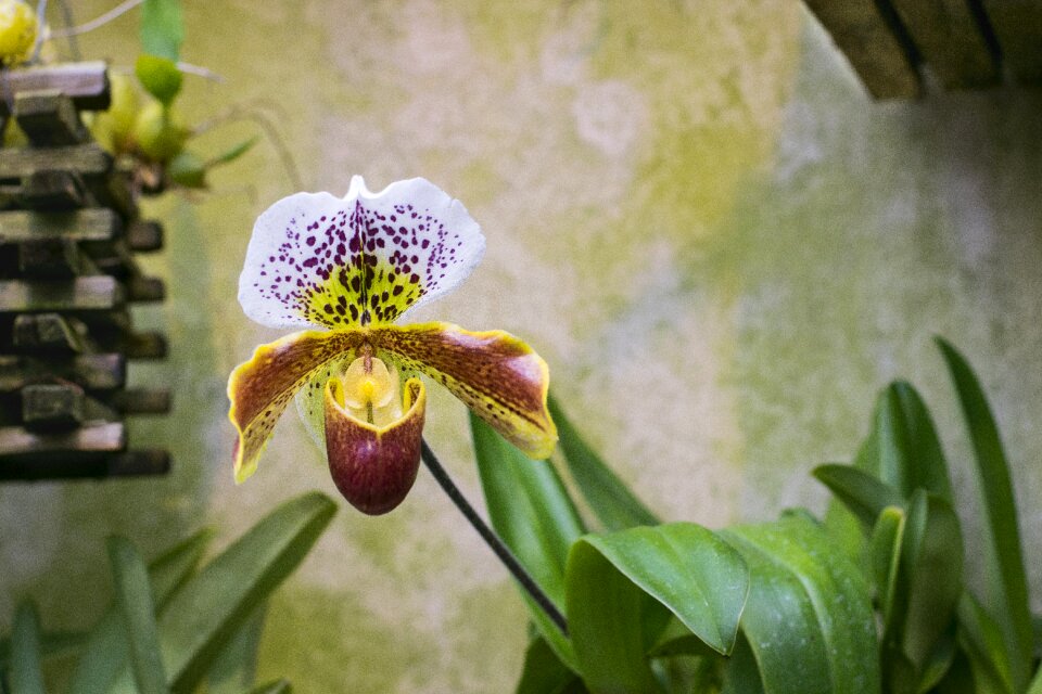 Nature blossom bloom