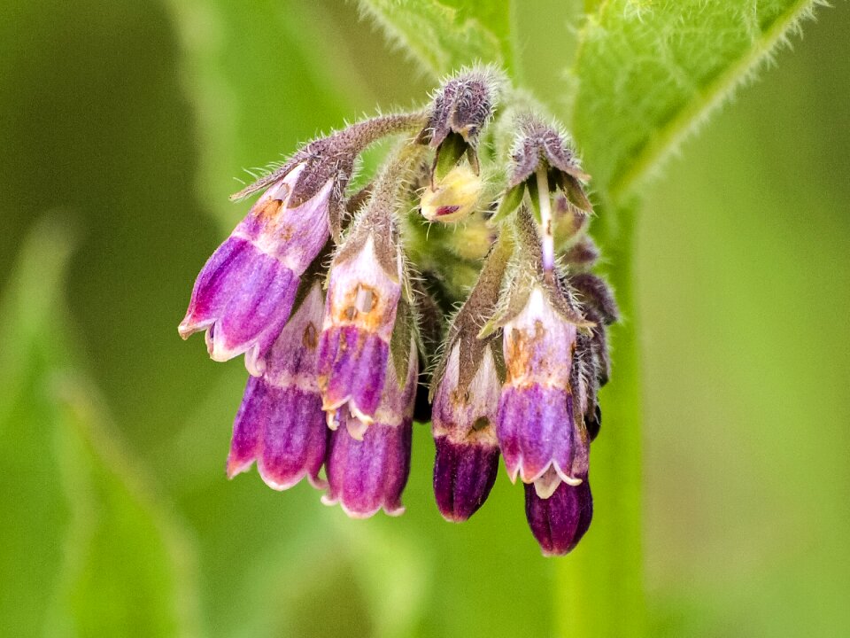 Plant comfrey nature
