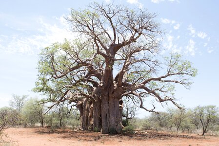 Africa baobab tourism
