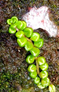 Epilobium pernitens by Peter de Lange