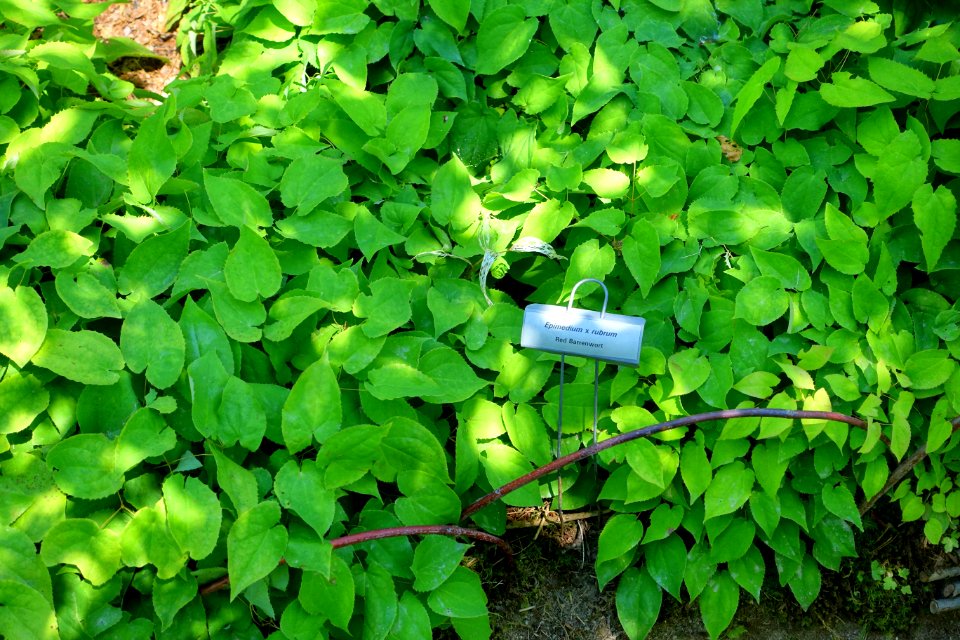 Epimedium × rubrum - Asticou Azalea Garden - Northeast Harbor, Maine - DSC03502