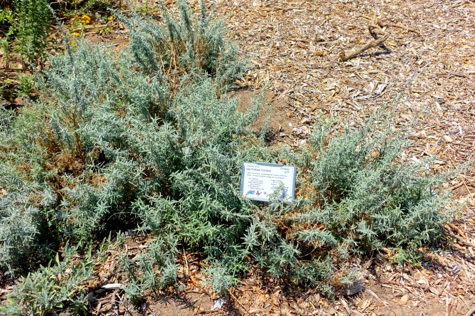 Epilobium canum - Manhattan Beach Botanical Garden - Manhattan Beach, CA - DSC01332