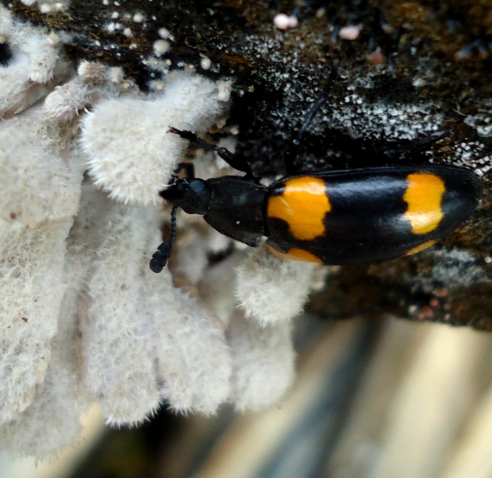 Episcapha quadrimacula feeding, Bukidnon, Philippines - 20110116