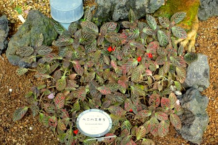 Episcia cupreata - Shinjuku Gyo-en Greenhouse - Tokyo, Japan - DSC05806
