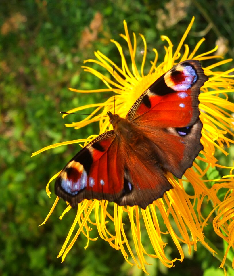 Insect floral garden