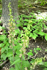 Epipactis helleborine, 2013-07-06, Frick Park, 01