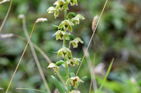 Epipactis helleborine1