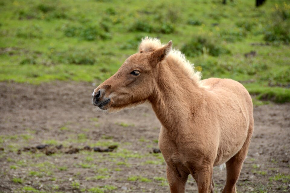 Iceland pony animal creature