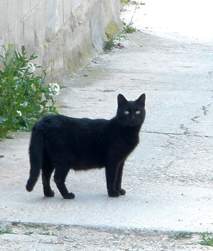Epila 2012 5