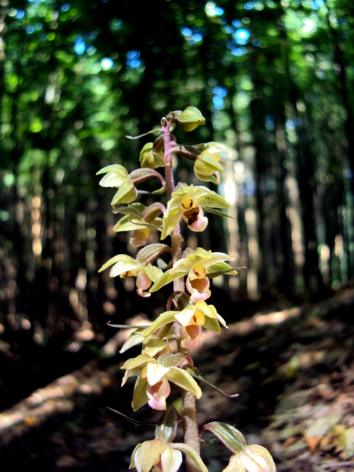 Epipactis03694