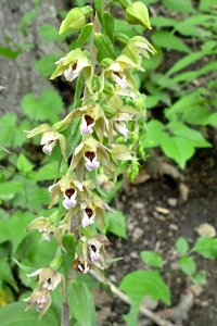 Epipactis helleborine, 2013-07-06, FrickPark, 02