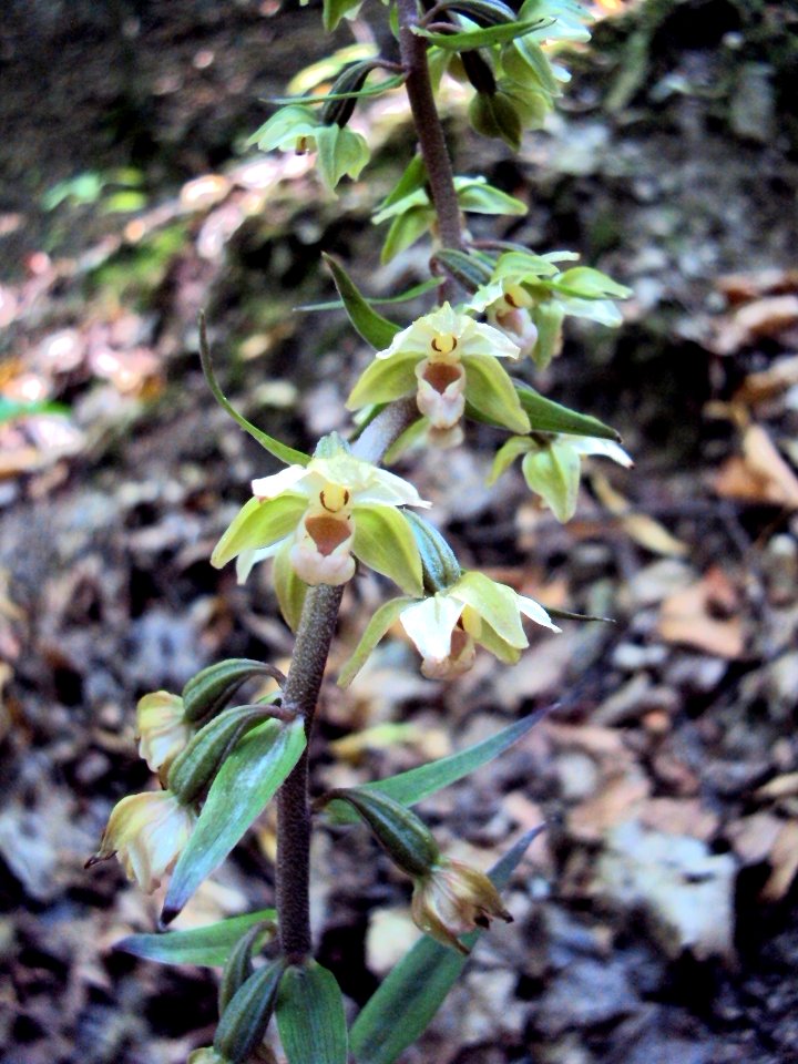 Epipactis03697