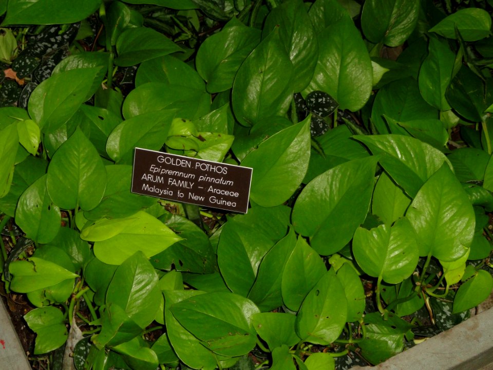 Epipremnum pinnatum - United States Botanic Garden - DSC09601