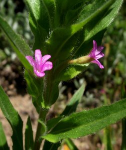 Epilobium densiflorum