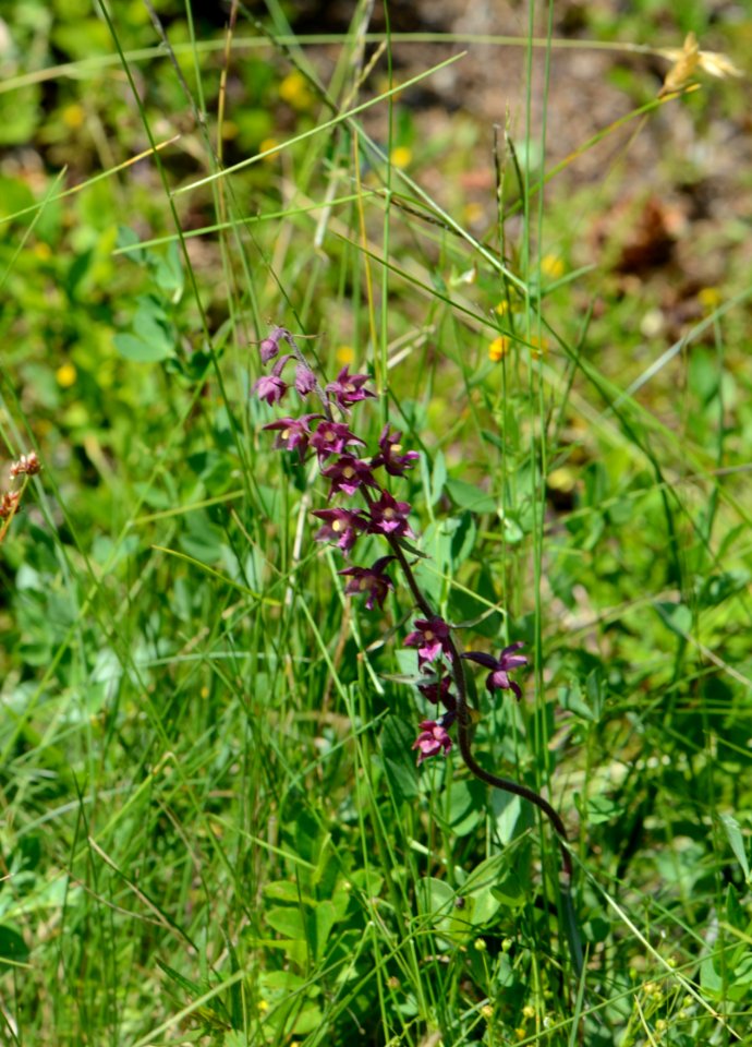 Epipactis atrorubensHabit