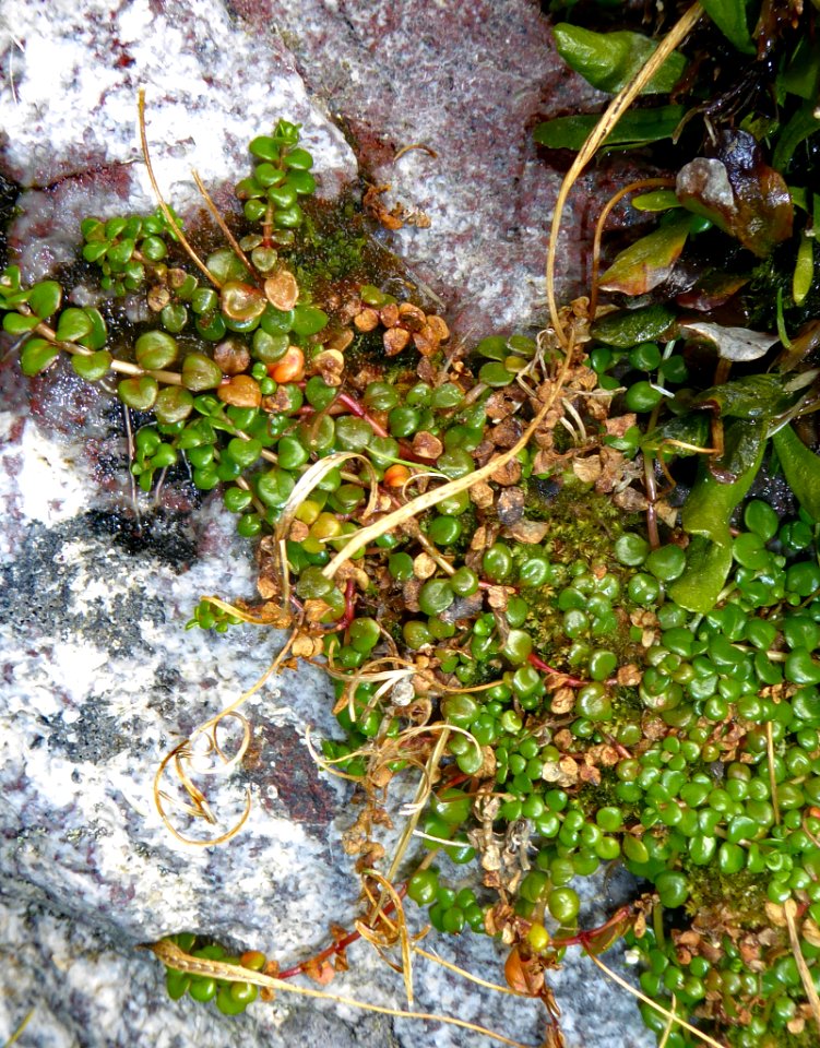 Epilobium pernitens2 by Peter de Lange