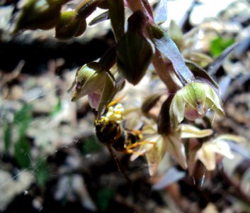 Epipactis03685