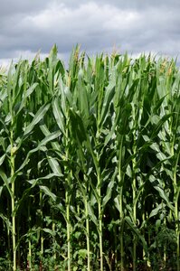 Corn on the cob field high